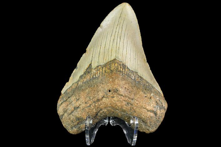 Fossil Megalodon Tooth - North Carolina #109824